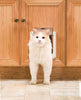 PetSafe Interior Cat Door – 2-Way Lock or 4-Way Lock Options – For Cats Up to 15 lb - BESTMASCOTA.COM