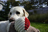 HuggleHounds - Juguete de peluche chirriante para perros con nudos para masticadores agresivos - BESTMASCOTA.COM