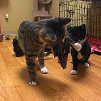 Divertido pájaro/Bate/BUGS Recambio/attachment- se adapta a Wildcat, da pájaro y Cat Catcher postes y varitas - BESTMASCOTA.COM