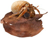 SunGrow hojas de cangrejo ermitaño, hojas secas para mayor humedad, delicioso tratamiento de cangrejo y fuente de celulosa - BESTMASCOTA.COM