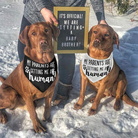 JPB My Parents are Getting Me a Human2 Pack Bandana para perro con revelación de género - BESTMASCOTA.COM