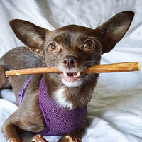 Pawstruck Mini Bully Sticks para perros pequeños y cachorros – Natural Bulk Dental Treats para razas de juguete, carne de vacuno en miniatura mejor bajo olor Pizzle Stix masticar en primavera, trenzas, pesas - BESTMASCOTA.COM