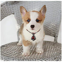 Segarty Neck Ties for Dog, Adjustable Pet Bow Ties Collar for Small Dogs Cats, Puppy Bowties Neckties Grooming Accessories for Photography Holiday Festival Party Gifts… - BESTMASCOTA.COM