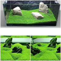 Wpmlady Semillas de hierba para acuario (hierba de hoja pequeña) - BESTMASCOTA.COM