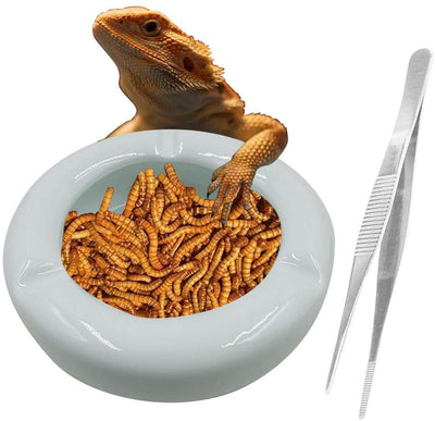 SciEdu Reptile Dish Ceramic Reptile Bowl with Feeding Tongs - BESTMASCOTA.COM
