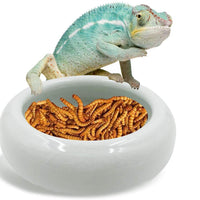 SciEdu - Plato de cerámica para reptiles y reptiles, tamaño grande - BESTMASCOTA.COM