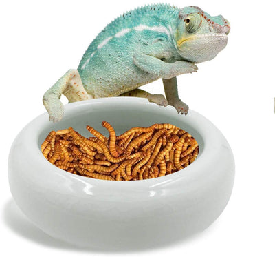 SciEdu - Plato de cerámica para reptiles y reptiles, tamaño grande - BESTMASCOTA.COM