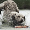 SportDOG Brand 425 - Collar electrónico con control remoto (500 yardas, estático, vibratorio y tono, impermeable, recargable, incluye nueva serie X) - BESTMASCOTA.COM