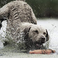 SportDOG Brand 425 - Collar electrónico con control remoto (500 yardas, estático, vibratorio y tono, impermeable, recargable, incluye nueva serie X) - BESTMASCOTA.COM