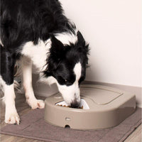 Alimentador automático de mascotas PetSafe , Blanco - BESTMASCOTA.COM