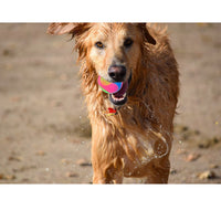 fineinno mascota Light-Up elástico bolas duradero intermitente Molar juguete interactivo para bola para gatos perros para lejos de aburrimiento - BESTMASCOTA.COM