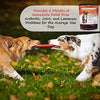 ArthriMAXX Joint Supplement and Wellness Support for Dogs and Cats - BESTMASCOTA.COM