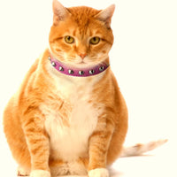 Outlaw Rosa Studded piel Seguridad gato collar - BESTMASCOTA.COM