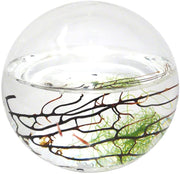 Esfera con ecosistema acuático cerrado de EcoSphere. - BESTMASCOTA.COM