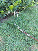 Petey's Pet Products - Cable de amarre para perros, 16 pulgadas, chapado en cromo, antióxido, ideal para acampar o el jardín, apto para arnés, correa y accesorios de cadena - BESTMASCOTA.COM