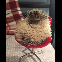 Mumax - Sillón de plástico para decoración de juguetes de erizo, accesorios para fotos, ideal para animales pequeños, hámster, pájaro, loro, rata, chinchilla, rata Gerbil enano - BESTMASCOTA.COM