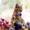 SCENEREAL Collar de gato con lazo de flor, 3 paquetes – Bonito patrón floral de primavera, collares ajustables para gatos gatitos - BESTMASCOTA.COM