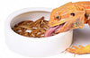 OMEM Worm Dish Mini Reptile Food Bowl Ceramics Made - BESTMASCOTA.COM