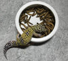 Orgrimmar - 2 cuencos de cerámica para reptiles de comida, para lagarto, anoles, dragones barbados, cangrejos de ermitaño gecko triangulares, leopardo, gecko, camaleón, serpiente de maíz - BESTMASCOTA.COM