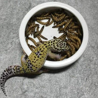 Orgrimmar - 2 cuencos de cerámica para reptiles de comida, para lagarto, anoles, dragones barbados, cangrejos de ermitaño gecko triangulares, leopardo, gecko, camaleón, serpiente de maíz - BESTMASCOTA.COM