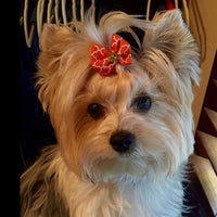 rimobul Yorkie Pet, lazos, bandas de goma – Pack de 50 - BESTMASCOTA.COM
