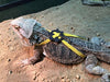 Serdokntbig - Arnés ajustable para tortuga de reptiles (varios colores) - BESTMASCOTA.COM