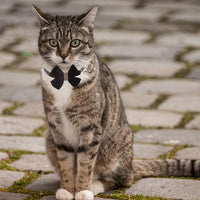BINGPET Collar para gato con pajarita de campana, hebilla de seguridad ajustable, diamante de imitación de terciopelo, 2 unidades, rosa y negro - BESTMASCOTA.COM