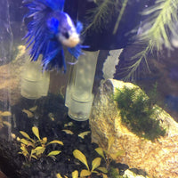 Lámpara LED para acuario de 10 W, muy delgada, 5730, para iluminación de plantas acuáticas (cuerpo blanco + luz azul) - BESTMASCOTA.COM