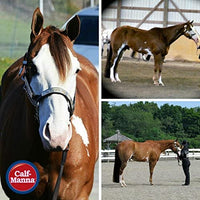 Manna Pro - Obleas para caballo - BESTMASCOTA.COM