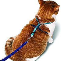 PetSafe Come With Me Kitty – Arnés y Bungee Correa, Sparkle Azul - BESTMASCOTA.COM