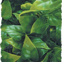 Zoo Med naturalista Bush planta mexicano Phyllo, grande - BESTMASCOTA.COM
