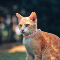 BINGPET Collar de gato con campanas Breakaway, suave terciopelo seguro, collares ajustables con diamante brillante, rosa y morado, 2 unidades - BESTMASCOTA.COM