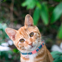BINGPET - Collares de gato con campana, colores variados, patrones cuadrados, ajustables, paquete de 6 unidades - BESTMASCOTA.COM