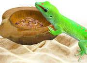 sungrow reptil bol de agua por 100% natural cáscara de coco con cáscara – tazón de comida para tortuga, serpientes, bullfrogs, pogonas - BESTMASCOTA.COM