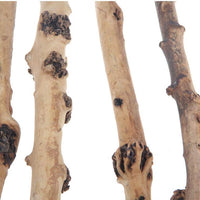 emours Decoración Bosque Natural de reptil rama terrario Acuario Ornamento de madera, 4 unidades) - BESTMASCOTA.COM