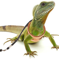 Mihachi Arnés de dragón ajustable de piel suave para amphibianos pequeños y medianos y otros animales pequeños de mascotas - BESTMASCOTA.COM