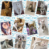 WANONEE - Arnés para gato, chaleco de cuerda con correa, cómodo, ajustable, fácil de poner y quitar, chamarra para gato con lazos para cachorro de animales pequeños - BESTMASCOTA.COM