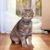 KOOLTAIL Bowtie Collar de gato con campana, 3 unidades de collares ajustables estilo japonés Kimono Ninja para gatos, gatitos, cachorros - BESTMASCOTA.COM