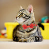 BINGPET 2 collares para gatos con campana, collar de seguridad ajustable para gatos, gatitos, cachemir - BESTMASCOTA.COM