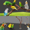 Kathson Parrot Perches, Pájaros Soporte Natural de Uva Silvestre Palo de Molienda de Canina Escalada de Pie Accesorios de Juguete Ramas para Parakeet, Budgies, Lovebirds - BESTMASCOTA.COM