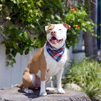 Bandana para perro, 4 unidades, lavable, reversible, a cuadros, para perros y gatos - BESTMASCOTA.COM