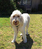 Petey's Pet Products - Cable de amarre para perros, 16 pulgadas, chapado en cromo, antióxido, ideal para acampar o el jardín, apto para arnés, correa y accesorios de cadena - BESTMASCOTA.COM