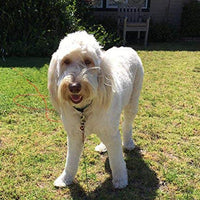 Petey's Pet Products - Cable de amarre para perros, 16 pulgadas, chapado en cromo, antióxido, ideal para acampar o el jardín, apto para arnés, correa y accesorios de cadena - BESTMASCOTA.COM