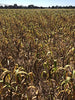 Birds LOVE Spray Millet Non-GMO for Birds Cockatiel Lovebird Parakeet Finch Canary All Parrots Healthy Treat - BESTMASCOTA.COM