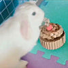 WINNIGUINEAPOO Conejo Juguetes Cupcake Juguete Guinea Pig Accesorios Animales Pequeños Conejo Trato Chinchilla Regalos para mascotas pequeñas hechas a mano en los Estados Unidos - BESTMASCOTA.COM