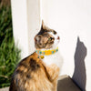 BINGPET - Collar para gato con campana, 2 collares de seguridad ajustables para gato, piña y cereza - BESTMASCOTA.COM