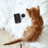 TabCat - Sistema de rastreo de collar para gato, incluye 2 etiquetas - BESTMASCOTA.COM