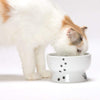 necoichi Raised Cat alimentos y agua Bowl Set (Cat) - BESTMASCOTA.COM