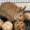 andwe - Pelotas de juguete para masticar juguetes para conejos, cobayas, conejos, conejos, chinchilla, conejito Degus, accesorios de entretenimiento para mascotas - BESTMASCOTA.COM