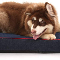 Laifug - Cama ortopédica de espuma viscoelástica para perro con forro impermeable duradero y funda extraíble lavable - BESTMASCOTA.COM